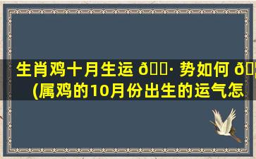 生肖鸡十月生运 🕷 势如何 🦁 (属鸡的10月份出生的运气怎么样)